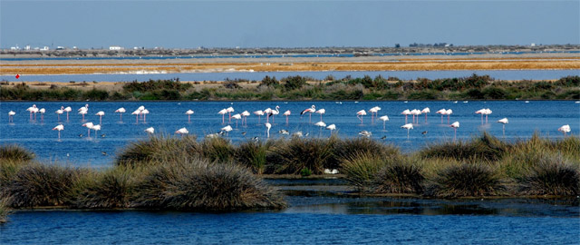 Doñana: Gas Natural instalará un gasoducto en el parque que presidía González