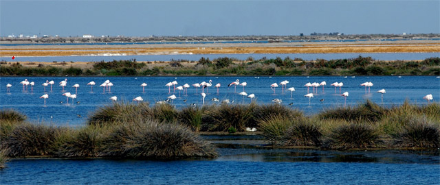 Los planes de Repsol y Gas Natural en Doñana amenazan su ecosistema