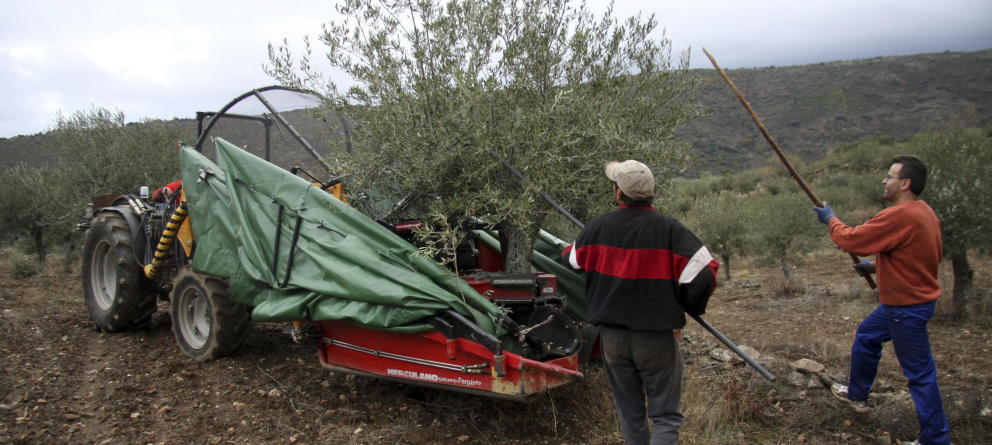 La mala cosecha dispara el negocio del aceite para los agricultores andaluces