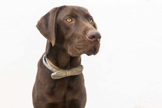 Nanook, el perro labrador que ha salvado una vida en el Puerto de Málaga